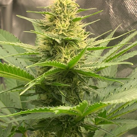 Blueberry Fast 00 Seeds #2 growlog timeline photo