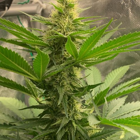 Blueberry Fast 00 Seeds #2 growlog timeline photo