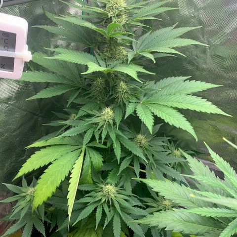 Blueberry Fast 00 Seeds #2 growlog timeline photo