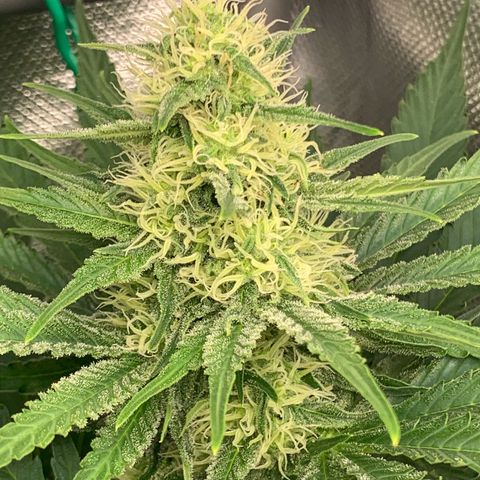 Blueberry Fast 00 Seeds #2 growlog timeline photo