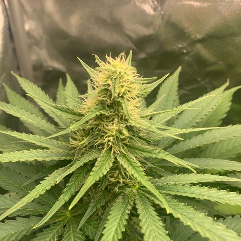 Blueberry Fast 00 Seeds #2 growlog timeline photo