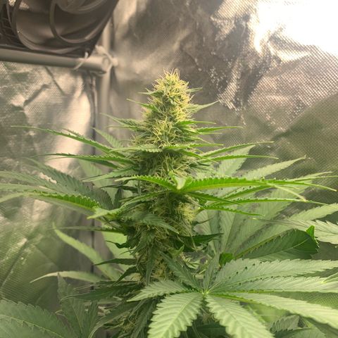 Blueberry Fast 00 Seeds #2 growlog timeline photo