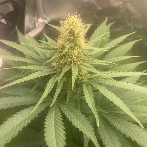 Blueberry Fast 00 Seeds #2 growlog timeline photo