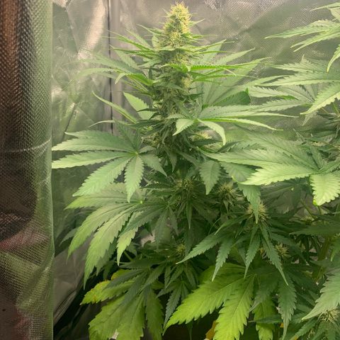 Blueberry Fast 00 Seeds #2 growlog timeline photo