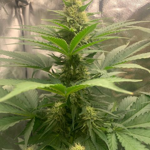 Blueberry Fast 00 Seeds #2 growlog timeline photo