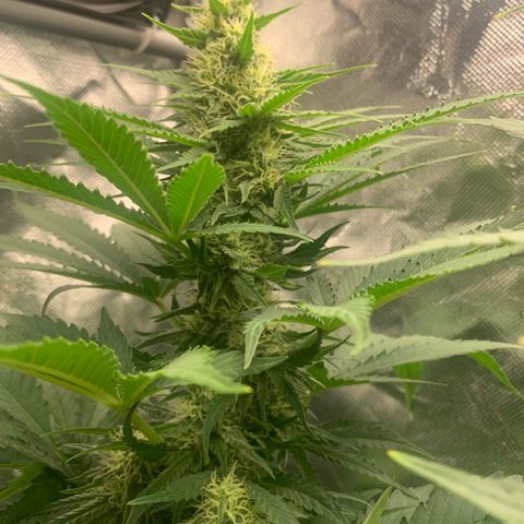 Blueberry Fast 00 Seeds #2 growlog timeline photo