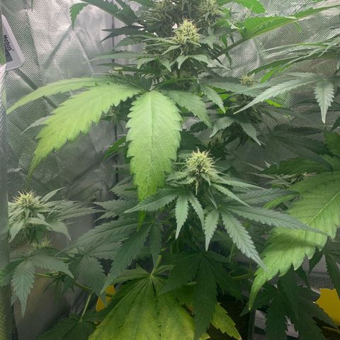 Blueberry Fast 00 Seeds #2 growlog timeline photo