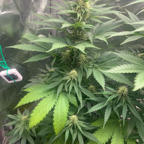 Blueberry Fast 00 Seeds #2 growlog timeline photo