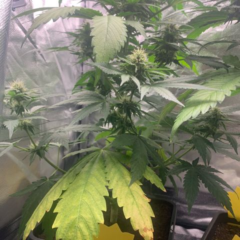 Blueberry Fast 00 Seeds #2 growlog timeline photo