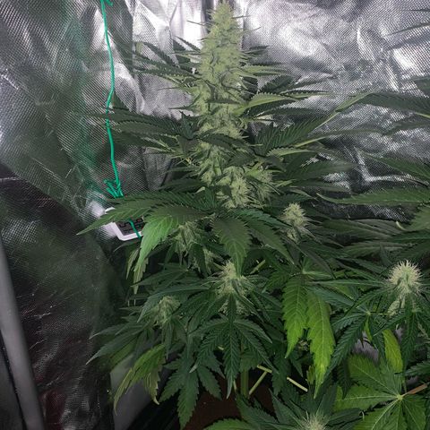 Blueberry Fast 00 Seeds #2 growlog timeline photo
