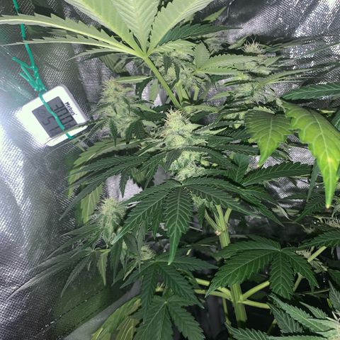Blueberry Fast 00 Seeds #2 growlog timeline photo