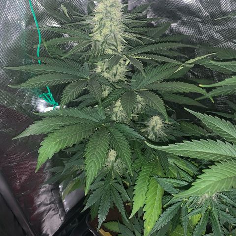Blueberry Fast 00 Seeds #2 growlog timeline photo