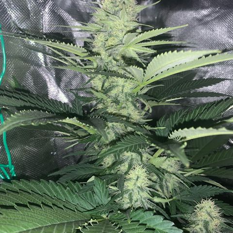 Blueberry Fast 00 Seeds #2 growlog timeline photo