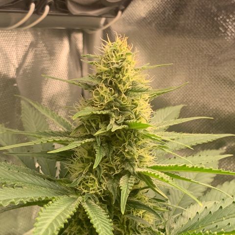 Blueberry Fast 00 Seeds #2 growlog timeline photo