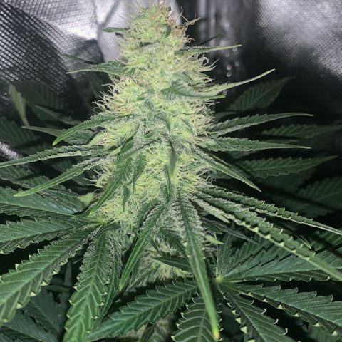 Blueberry Fast 00 Seeds #2 growlog timeline photo