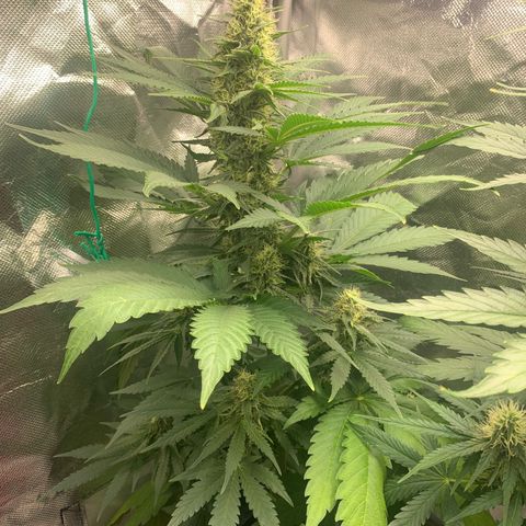 Blueberry Fast 00 Seeds #2 growlog timeline photo