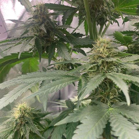 Blueberry Fast 00 Seeds #2 growlog timeline photo