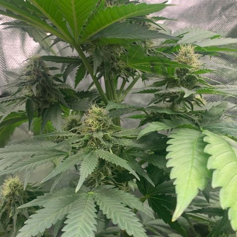 Blueberry Fast 00 Seeds #2 growlog timeline photo