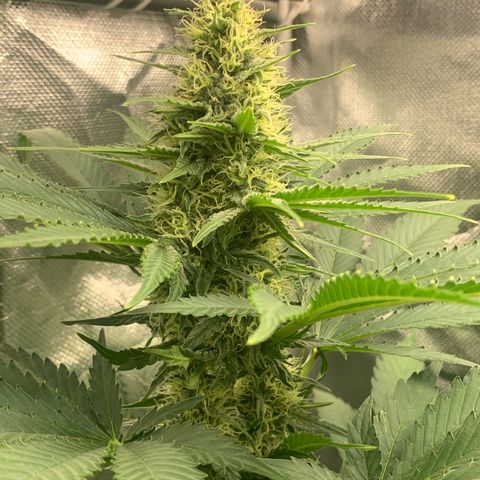 Blueberry Fast 00 Seeds #2 growlog timeline photo