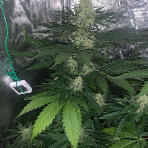 Blueberry Fast 00 Seeds #2 growlog timeline photo