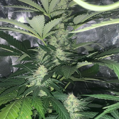 Blueberry Fast 00 Seeds #2 growlog timeline photo