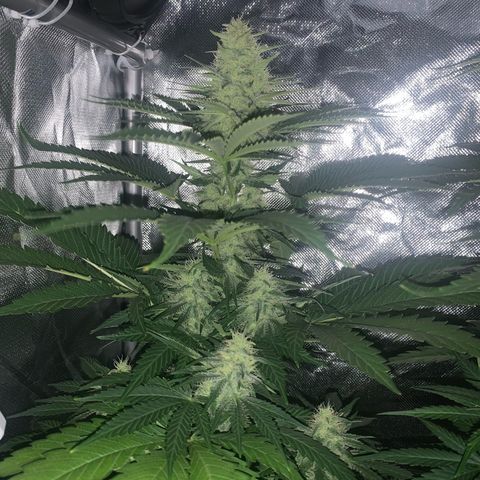 Blueberry Fast 00 Seeds #2 growlog timeline photo