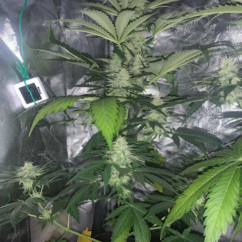 Blueberry Fast 00 Seeds #2 growlog timeline photo