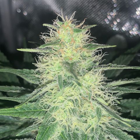 Blueberry Fast 00 Seeds #2 growlog timeline photo