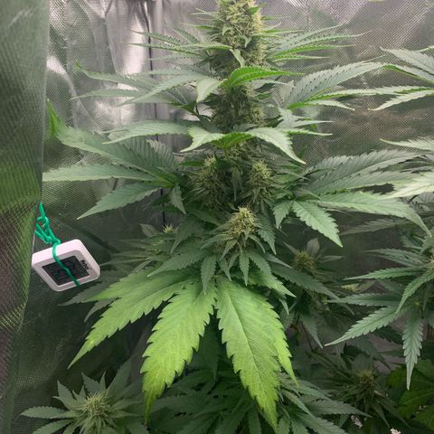 Blueberry Fast 00 Seeds #2 growlog timeline photo