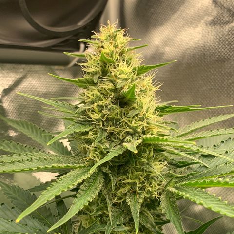 Blueberry Fast 00 Seeds #2 growlog timeline photo