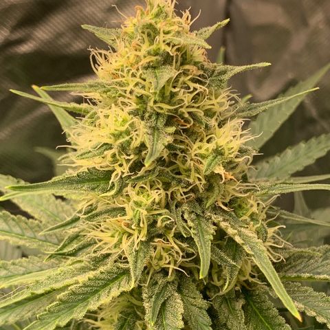 Blueberry Fast 00 Seeds #2 growlog timeline photo