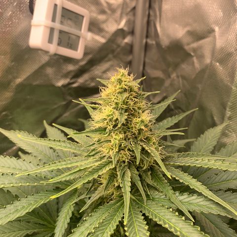 Blueberry Fast 00 Seeds #2 growlog timeline photo
