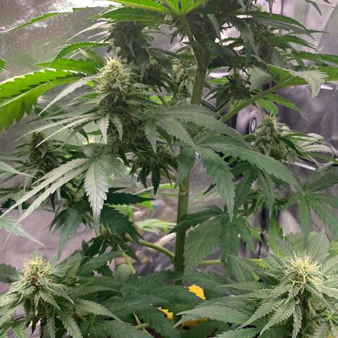 Blueberry Fast 00 Seeds #2 growlog timeline photo