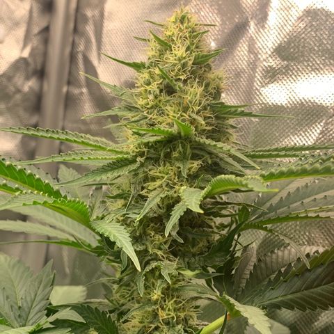 Blueberry Fast 00 Seeds #2 growlog timeline photo