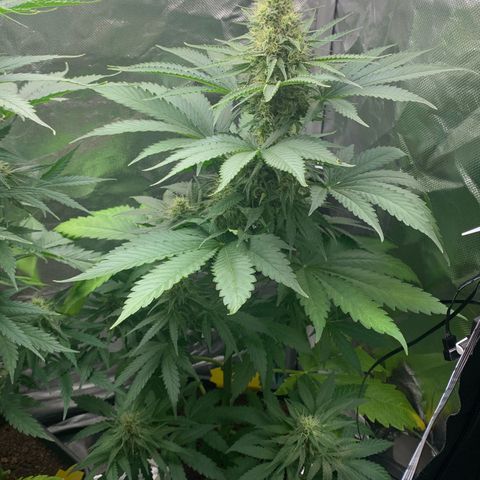 Blueberry Fast 00 Seeds #2 growlog timeline photo