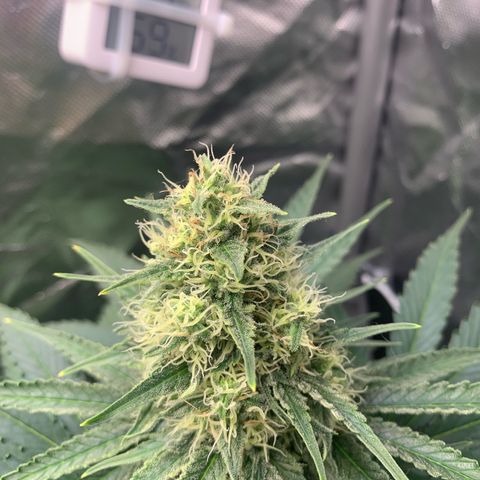 Blueberry Fast 00 Seeds #2 growlog timeline photo
