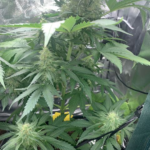 Blueberry Fast 00 Seeds #2 growlog timeline photo