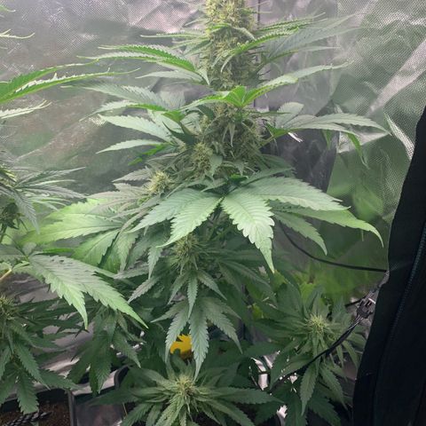 Blueberry Fast 00 Seeds #2 growlog timeline photo