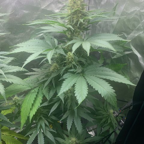 Blueberry Fast 00 Seeds #2 growlog timeline photo