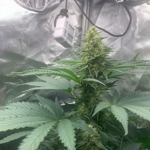 Blueberry Fast 00 Seeds #2 growlog timeline photo
