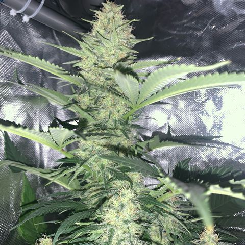 Blueberry Fast 00 Seeds #2 growlog timeline photo