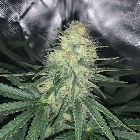 Blueberry Fast 00 Seeds #2 growlog timeline photo