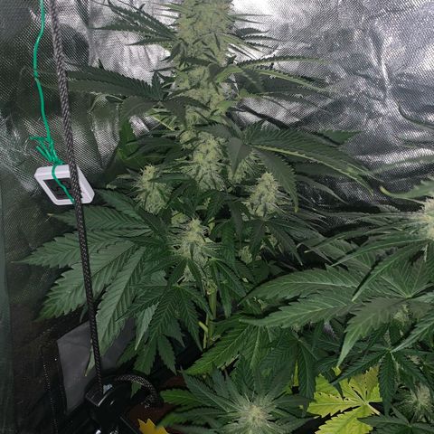 Blueberry Fast 00 Seeds #2 growlog timeline photo