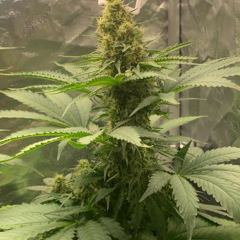 Blueberry Fast 00 Seeds #2 growlog timeline photo