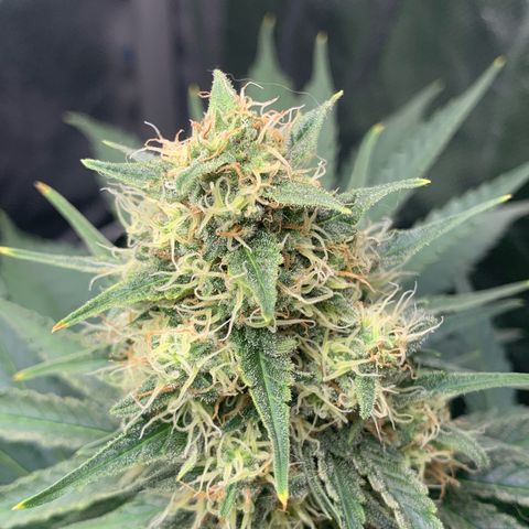 Blueberry Fast 00 Seeds #2 growlog timeline photo