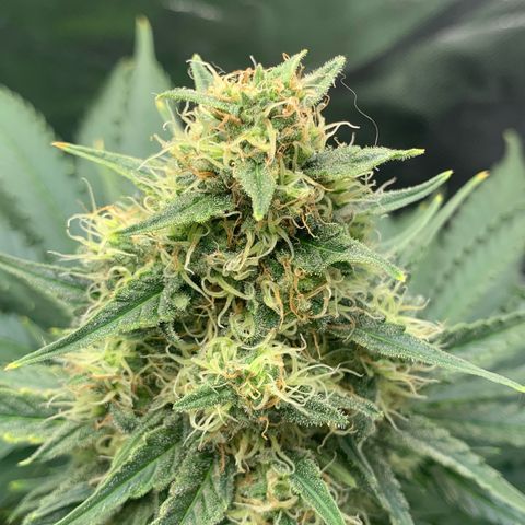 Blueberry Fast 00 Seeds #2 growlog timeline photo