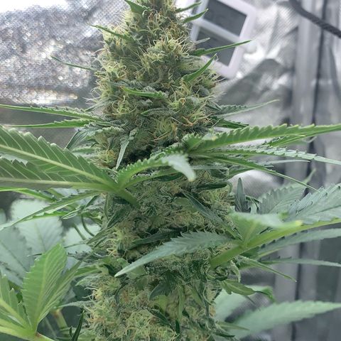 Blueberry Fast 00 Seeds #2 growlog timeline photo