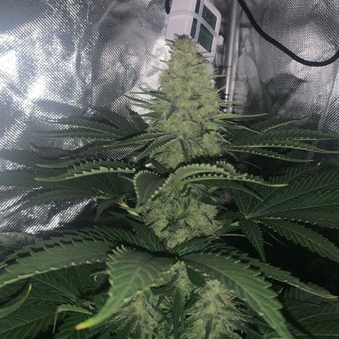 Blueberry Fast 00 Seeds #2 growlog timeline photo