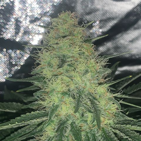 Blueberry Fast 00 Seeds #2 growlog timeline photo