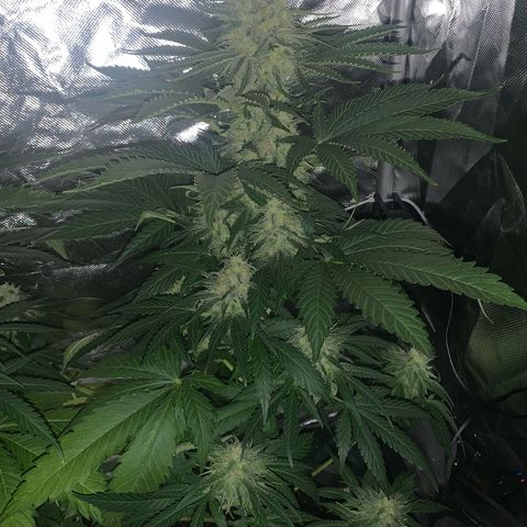 Blueberry Fast 00 Seeds #2 growlog timeline photo
